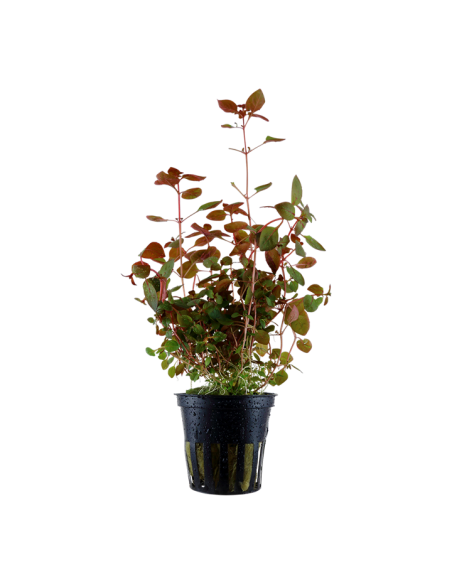 Ludwigia palustris 'Super Red'- Tropica Tropica - 1