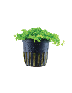 Micranthemum tweediei 'Monte Carlo'- Tropica Tropica - 1