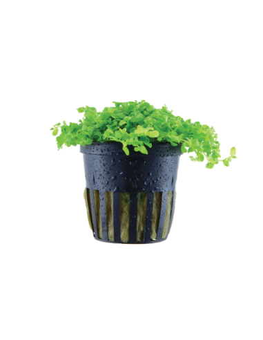 Micranthemum tweediei 'Monte Carlo'- Tropica Tropica - 1