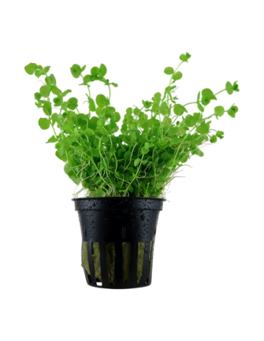 Micranthemum umbrosum- Tropica Tropica - 1