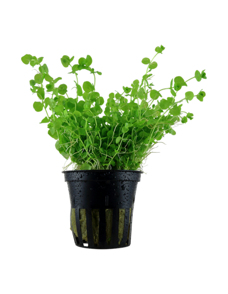 Micranthemum umbrosum- Tropica Tropica - 1