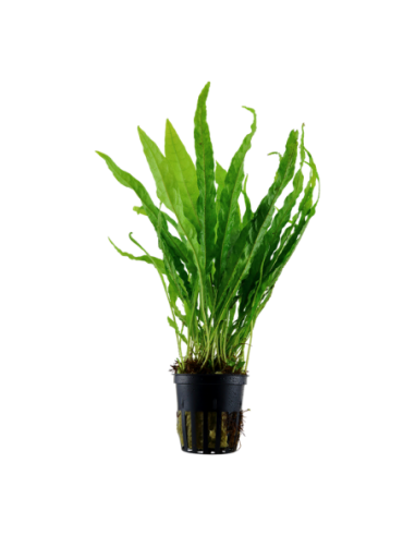 Microsorum pteropus- Tropica Tropica - 1