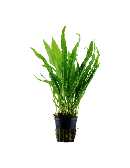 Microsorum pteropus- Tropica Tropica - 1