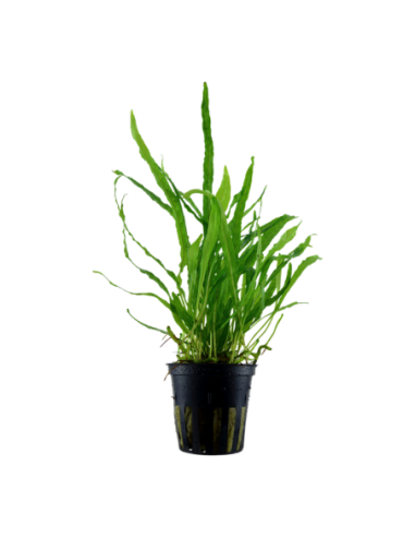 Microsorum pteropus 'Narrow'- Tropica Tropica - 1