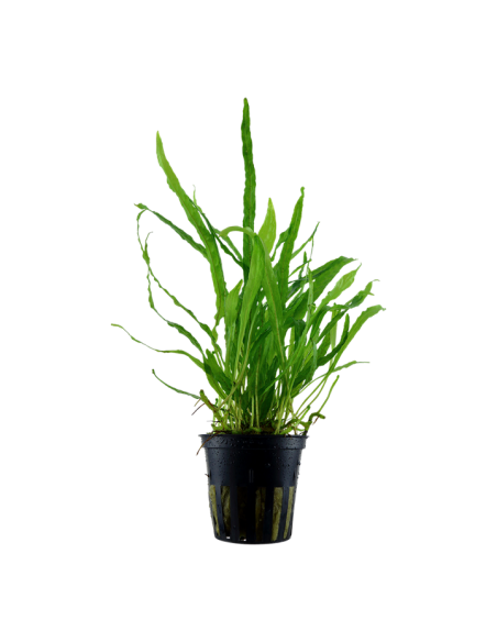 Microsorum pteropus 'Narrow'- Tropica Tropica - 1