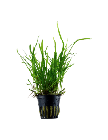Microsorum pteropus 'Trident'- Tropica Tropica - 1