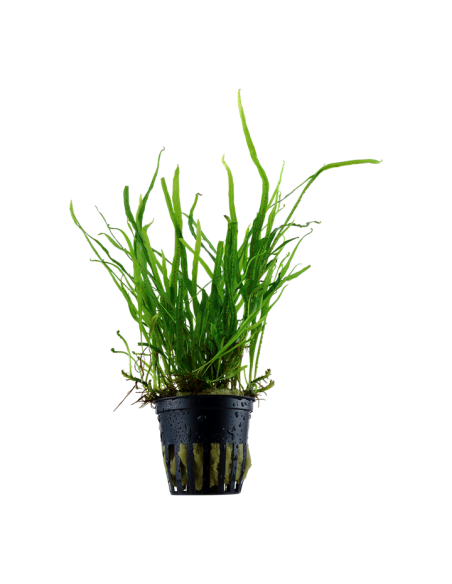 Microsorum pteropus 'Trident'- Tropica Tropica - 1