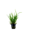 Microsorum pteropus 'Trident'- Tropica Tropica - 1