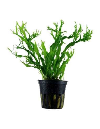 Microsorum pteropus 'Windeløv'- Tropica Tropica - 1