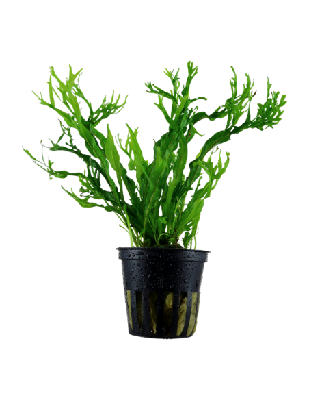 Microsorum pteropus 'Windeløv'- Tropica Tropica - 1