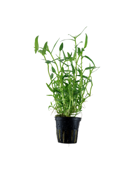 Murdannia keisak- Tropica Tropica - 1