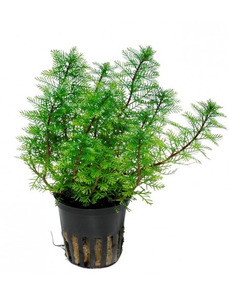 Myriophyllum mattogrossense- Tropica Tropica - 1