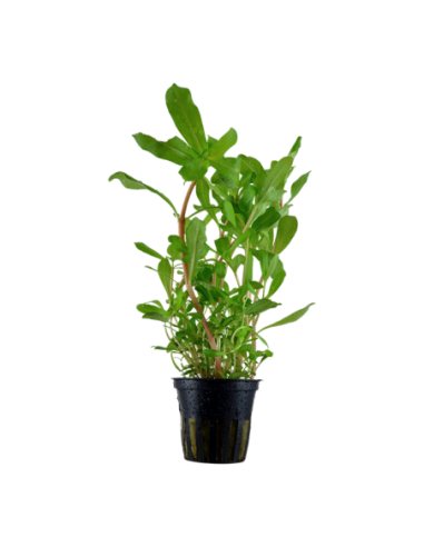 Nesaea crassicaulis- Tropica Tropica - 1