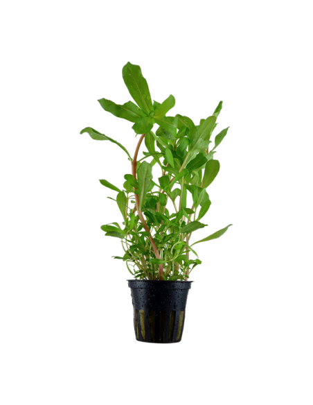Nesaea crassicaulis- Tropica Tropica - 1
