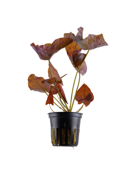 Nymphaea lotus- Tropica Tropica - 1