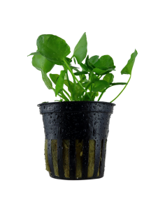 Nymphoides hydrophylla 'Taiwan'- Tropica Tropica - 1