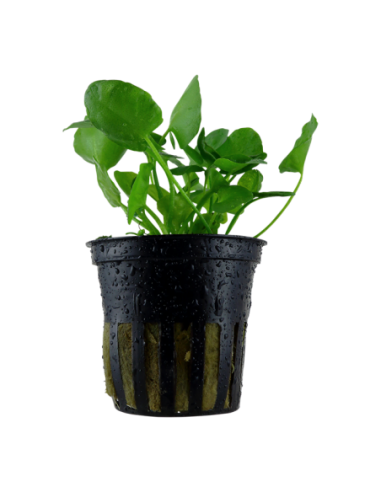 Nymphoides hydrophylla 'Taiwan'- Tropica Tropica - 1