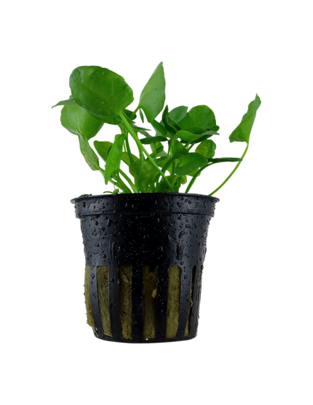 Nymphoides hydrophylla 'Taiwan'- Tropica Tropica - 1