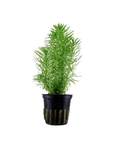 Pogostemon erectus- Tropica Tropica - 1
