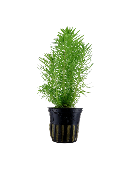 Pogostemon erectus- Tropica Tropica - 1