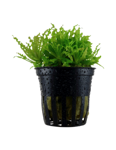 Pogostemon helferi- Tropica Tropica - 1