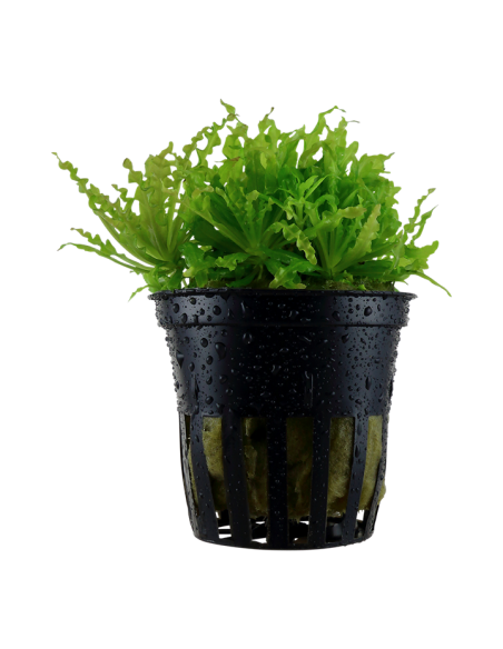 Pogostemon helferi- Tropica Tropica - 1