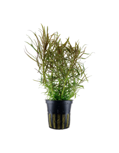Pogostemon stellatus- Tropica Tropica - 1
