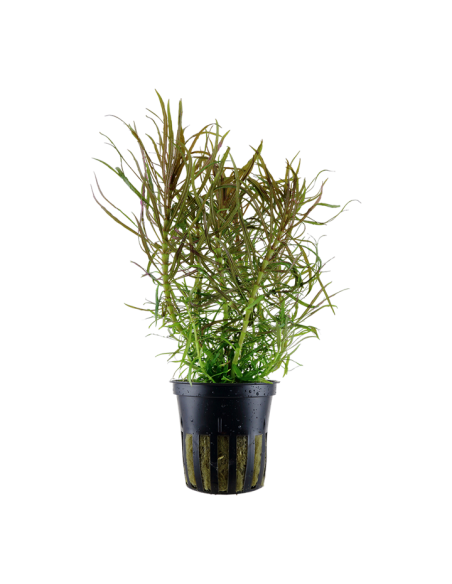 Pogostemon stellatus- Tropica Tropica - 1