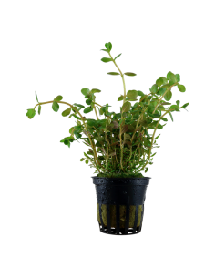 Rotala rotundifolia- Tropica Tropica - 1