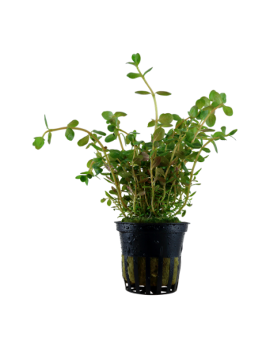 Rotala rotundifolia- Tropica Tropica - 1