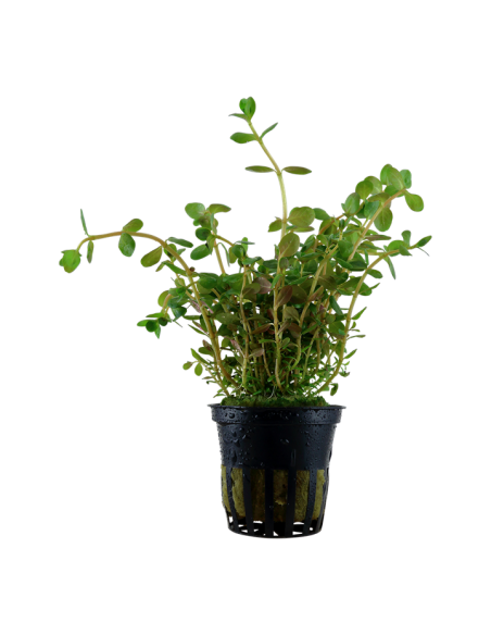 Rotala rotundifolia- Tropica Tropica - 1