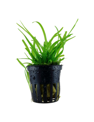 Sagittaria subulata- Tropica Tropica - 1