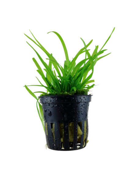 Sagittaria subulata- Tropica Tropica - 1