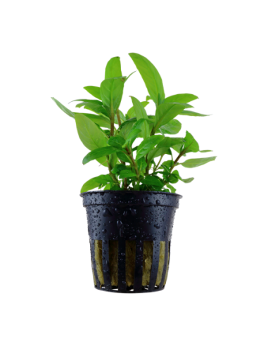 Staurogyne repens- Tropica Tropica - 1