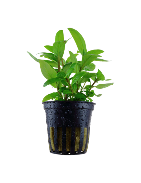 Staurogyne repens- Tropica Tropica - 1
