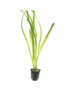 Vallisneria americana 'Gigantea'- Tropica Tropica - 1