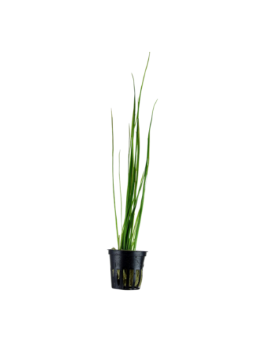 Vallisneria nana- Tropica Tropica - 1