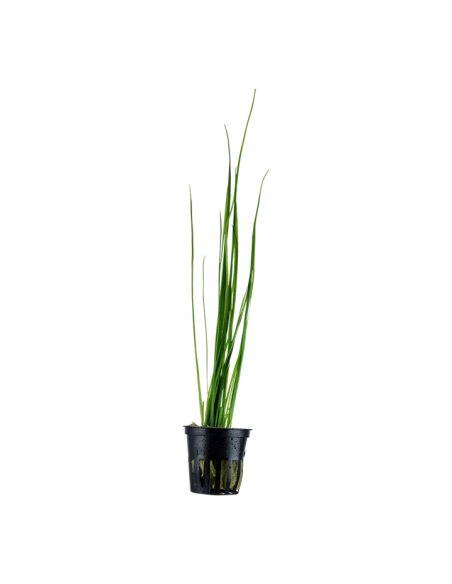 Vallisneria nana- Tropica Tropica - 1