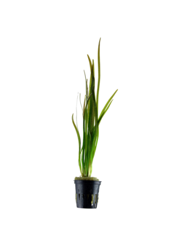 Vallisneria spiralis 'Tiger'- Tropica Tropica - 1