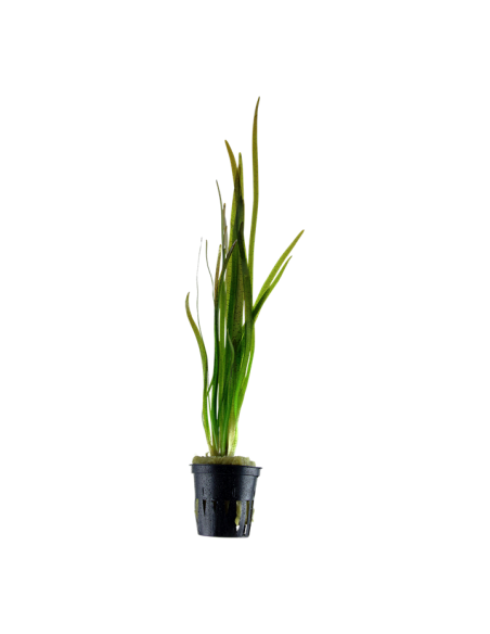 Vallisneria spiralis 'Tiger'- Tropica Tropica - 1