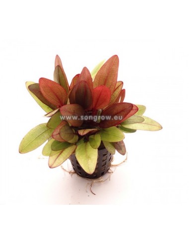 Echinodorus Regine Hildebrand  - 1