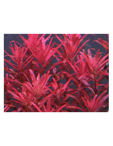 Rotala species Blood red SG  - 1