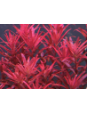 Rotala species Blood red SG  - 1