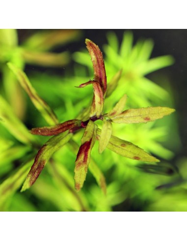 Limnophila sp Belem  - 1
