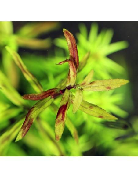 Limnophila sp Belem  - 1