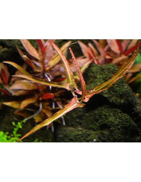 Persicaria praetermissa Ruby  - 1