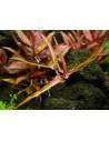 Persicaria praetermissa Ruby  - 1