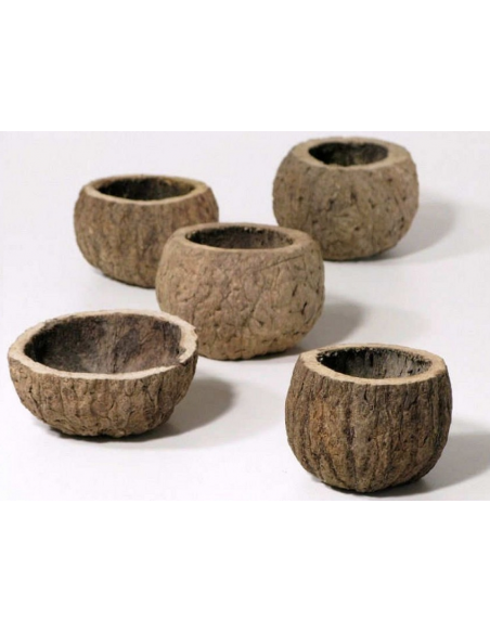 Half coconut 8-10cm piece AquaBota - 1