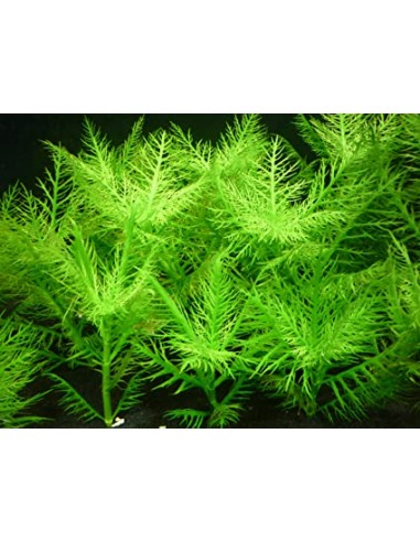 Hygrophila Balsamique  - 1
