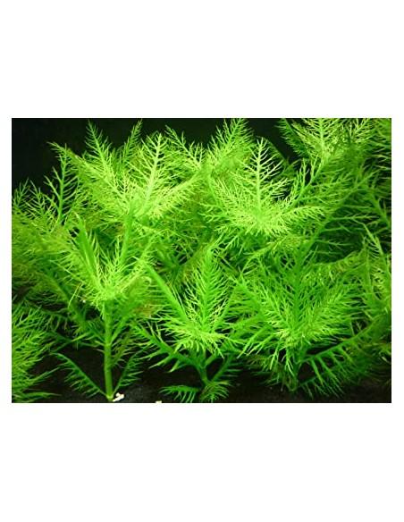 Hygrophila Balsamique  - 1